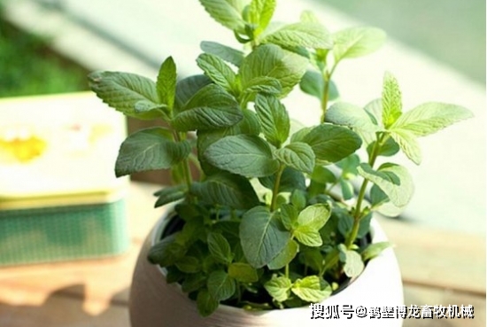 衛(wèi)生養(yǎng)間綠植可以放陽臺嗎_衛(wèi)生間可以養(yǎng)什么綠植_衛(wèi)生間養(yǎng)綠植影響風(fēng)水