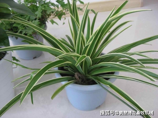 衛(wèi)生間養(yǎng)綠植影響風(fēng)水_衛(wèi)生養(yǎng)間綠植可以放陽臺嗎_衛(wèi)生間可以養(yǎng)什么綠植