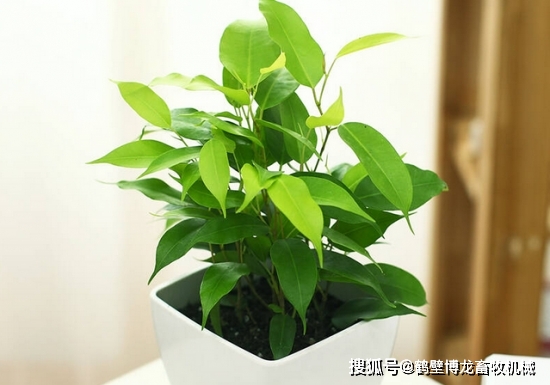 衛(wèi)生間可以養(yǎng)什么綠植_衛(wèi)生間養(yǎng)綠植影響風(fēng)水_衛(wèi)生養(yǎng)間綠植可以放陽臺嗎