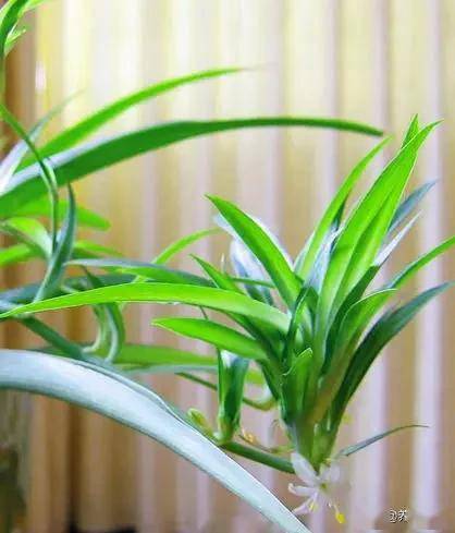 臥室綠植適合養(yǎng)什么花_適合臥室的綠植_臥室適合綠植嗎