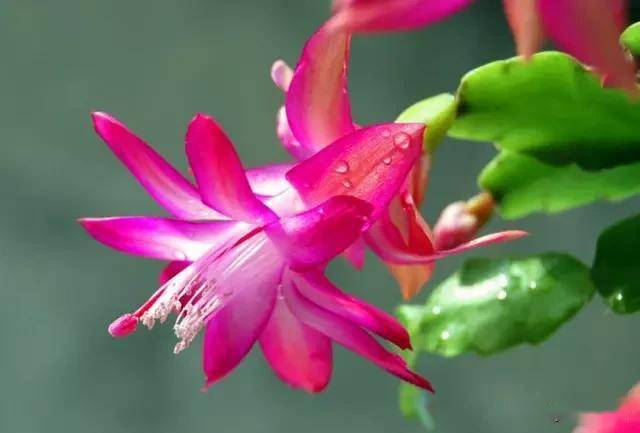 臥室適合綠植嗎_適合臥室的綠植_臥室綠植適合養(yǎng)什么花