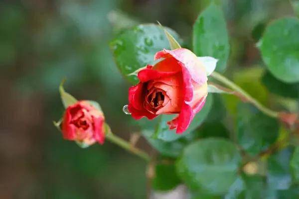 臥室綠植適合養(yǎng)什么花_適合臥室的綠植_臥室適合綠植嗎