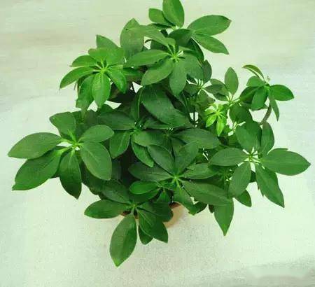 臥室綠植適合養(yǎng)什么花_適合臥室的綠植_臥室適合綠植嗎