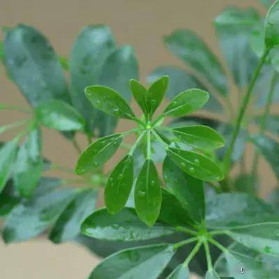 適合臥室的綠植_臥室適合綠植嗎_臥室綠植適合養(yǎng)什么花