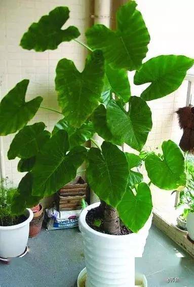 臥室綠植適合養(yǎng)什么花_適合臥室的綠植_臥室適合綠植嗎