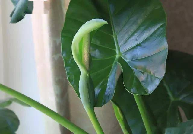 適合臥室的綠植_臥室適合綠植嗎_臥室綠植適合養(yǎng)什么花