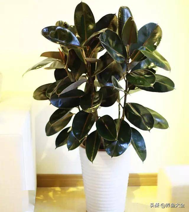 臥室綠植適合養(yǎng)什么花_適合臥室的綠植_臥室適合綠植嗎