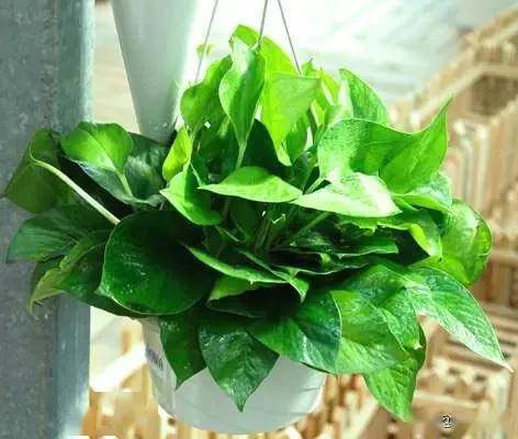 臥室綠植適合養(yǎng)什么花_臥室適合綠植嗎_適合臥室的綠植