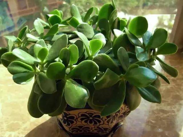 適合臥室的綠植_臥室適合綠植嗎_臥室綠植適合養(yǎng)什么花