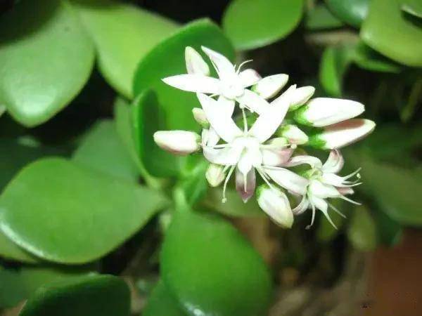 適合臥室的綠植_臥室綠植適合養(yǎng)什么花_臥室適合綠植嗎