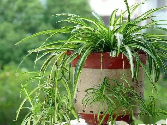 臥室綠植適合養(yǎng)什么花_適合臥室的綠植_臥室適合綠植嗎