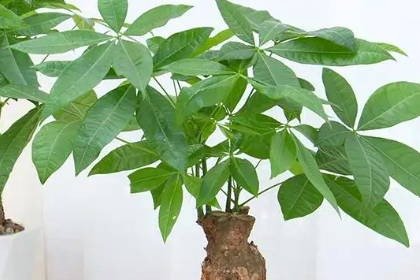 客廳養(yǎng)什么綠植最旺家旺財(cái)_客廳旺位可以放什么植物_客廳旺財(cái)植物