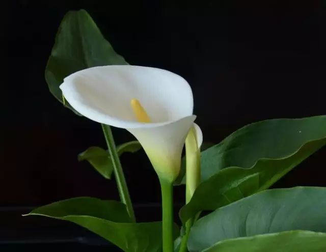 生日送花好嗎_生日送花好還是蛋糕_生日送花好么