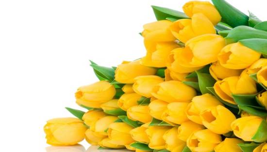 生日送花好還是蛋糕_生日送花好么_生日送花好嗎