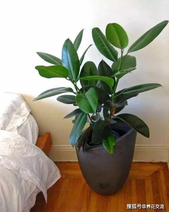 能凈化空氣的室內(nèi)植物有哪些_凈化室內(nèi)空氣植物有哪些_能凈化空氣的室內(nèi)植物有哪些