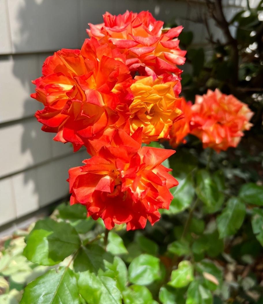 天氣冷，6種“漂亮花”，要放在室內(nèi)養(yǎng)，安全過冬，葉綠花多