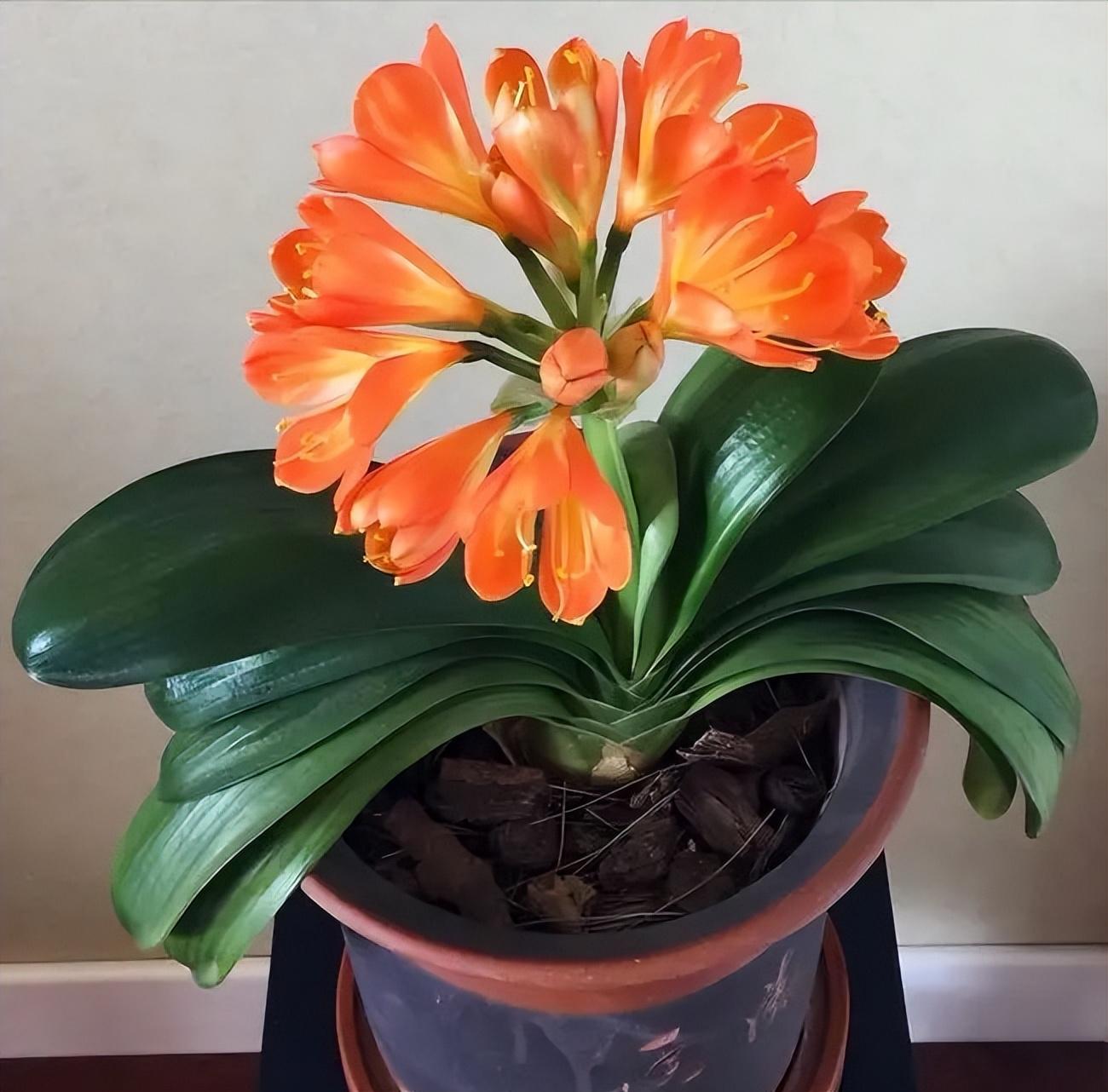 冬季養(yǎng)花品種_冬季養(yǎng)花的注意事項(xiàng)_冬季養(yǎng)什么花