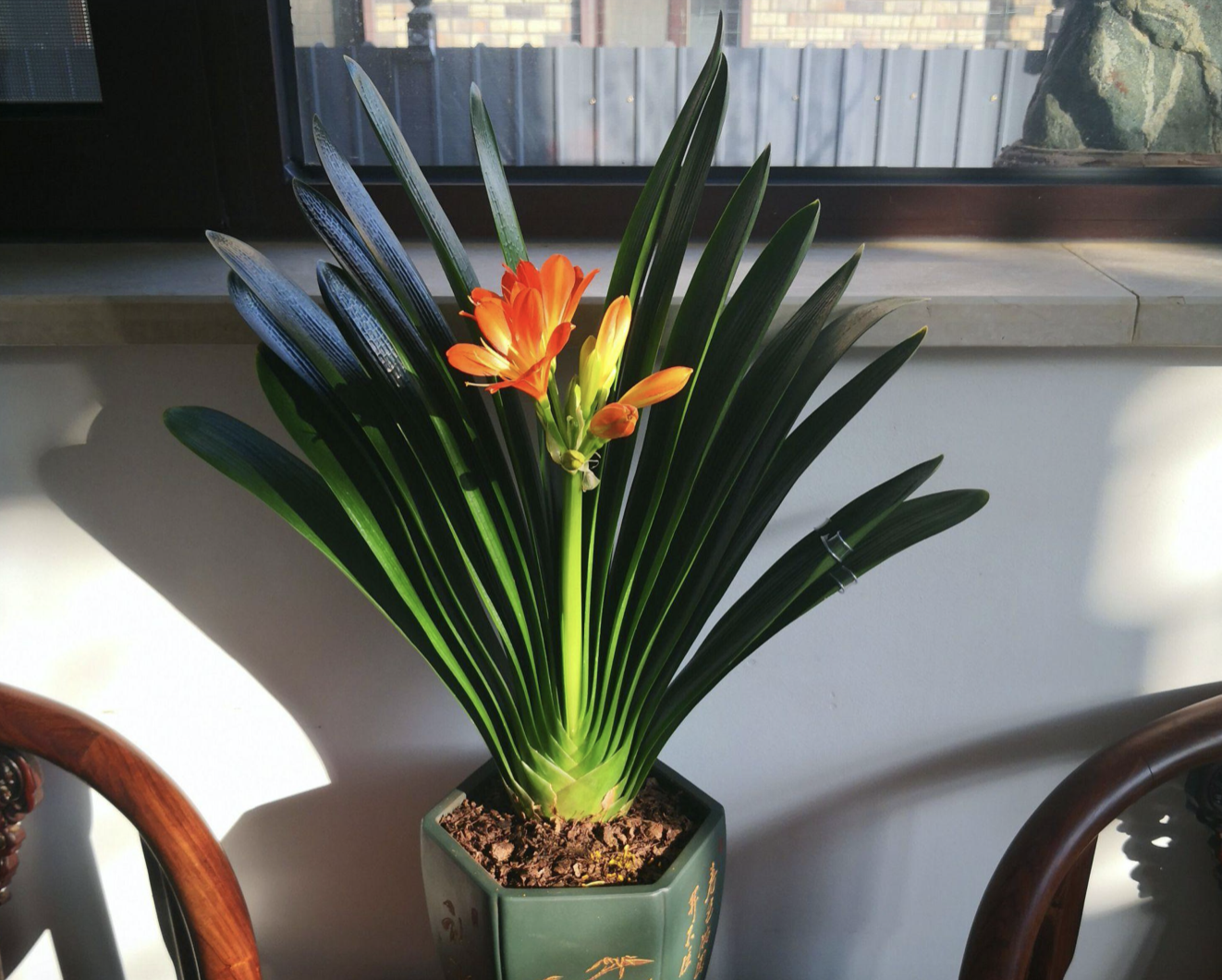 種植綠植的勞動(dòng)心得_綠植種植_種植綠植的好處