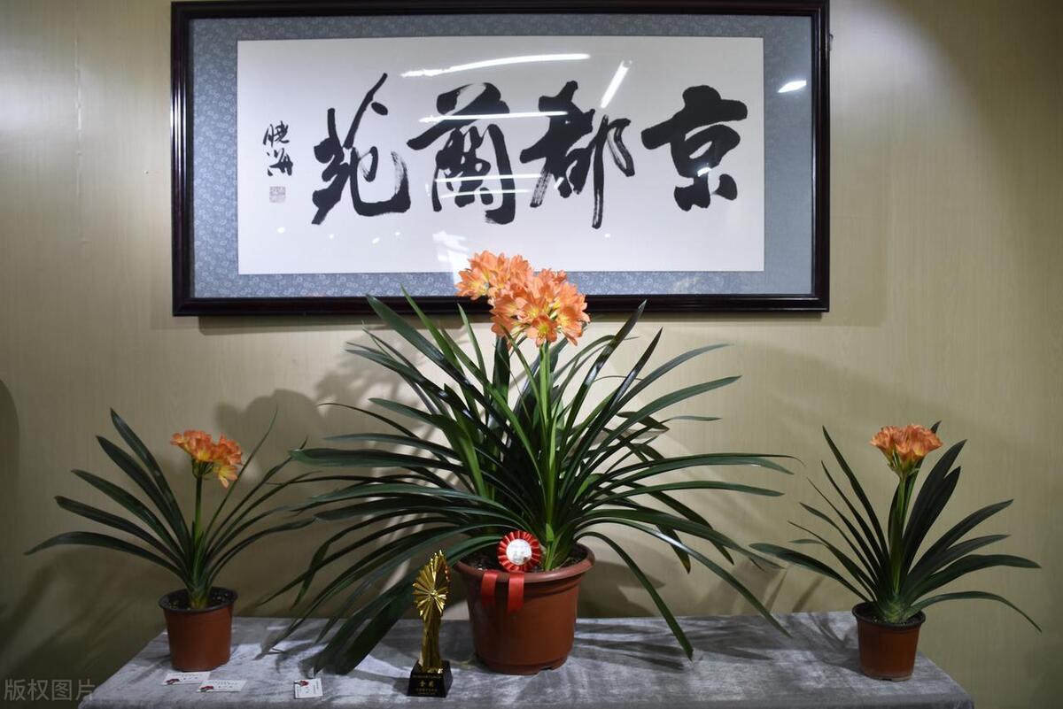 種植綠植的好處_種植綠植的勞動(dòng)心得_綠植種植