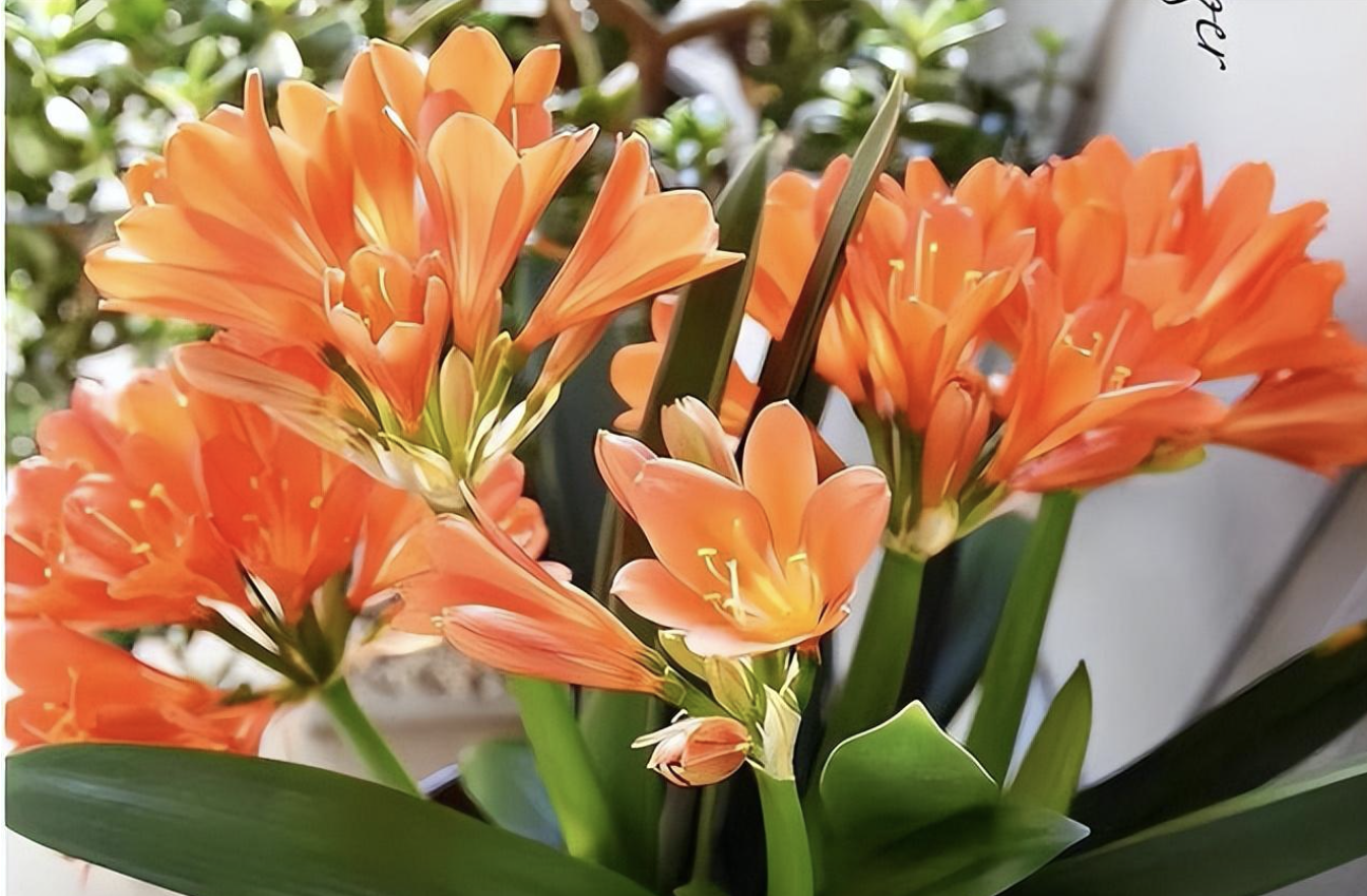 綠植種植_種植綠植的好處_種植綠植的勞動(dòng)心得