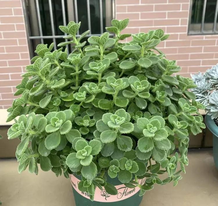 種植綠植的好處_綠植種植_種植綠植的勞動(dòng)心得