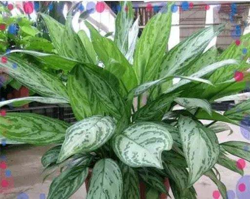 凈化室內(nèi)空氣綠植可以曬太陽嗎_綠植可以凈化室內(nèi)空氣嗎?_室內(nèi)綠植凈化空氣