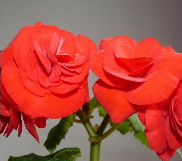 有什么花一年四季開(kāi)花又好養(yǎng)的呢_開(kāi)花四季養(yǎng)花好有哪些品種_四季開(kāi)花好養(yǎng)