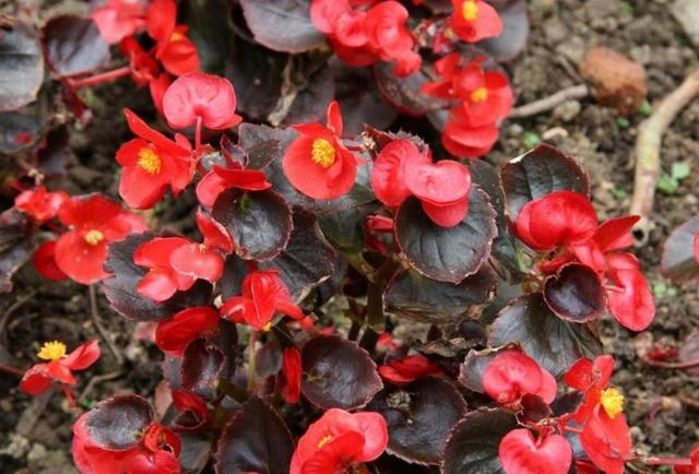 開(kāi)花四季養(yǎng)花好有哪些品種_四季開(kāi)花好養(yǎng)_有什么花一年四季開(kāi)花又好養(yǎng)的呢