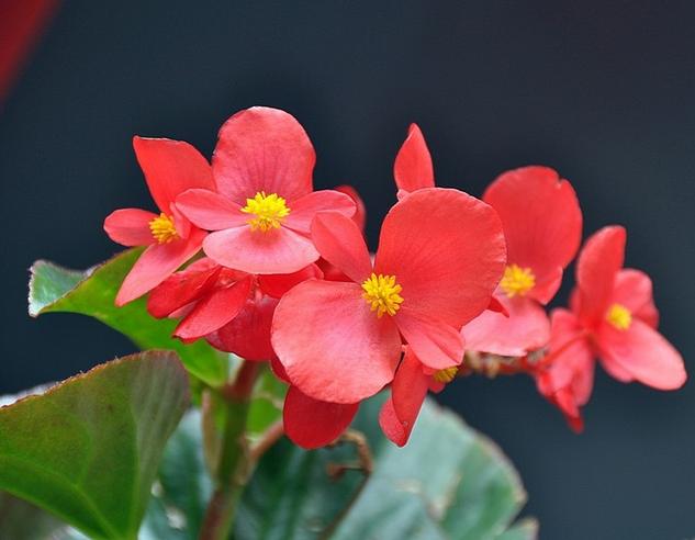 有什么花一年四季開(kāi)花又好養(yǎng)的呢_開(kāi)花四季養(yǎng)花好有哪些品種_四季開(kāi)花好養(yǎng)