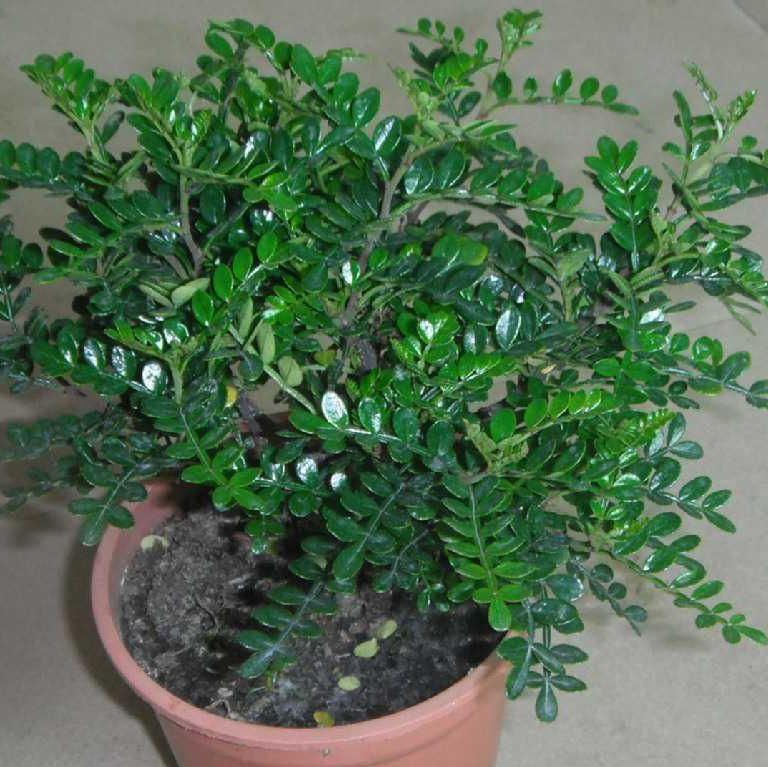 比香水還香的花卉，養(yǎng)在家中四季花香不斷！