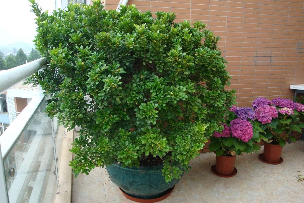 四季養(yǎng)的花_四季開(kāi)花好養(yǎng)盆栽_四季常開(kāi)好養(yǎng)的花