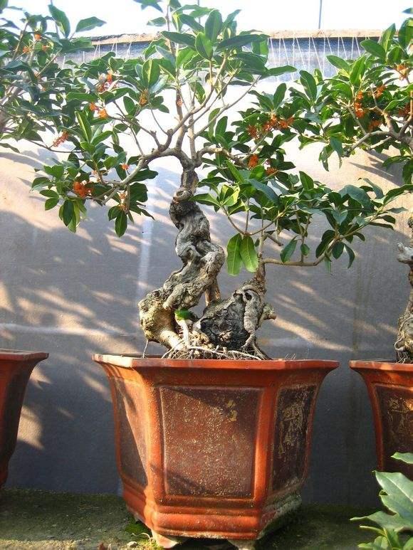 四季常開(kāi)好養(yǎng)的花_四季開(kāi)花好養(yǎng)盆栽_四季養(yǎng)的花