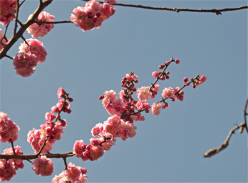 世界十大名貴花卉_花卉名貴世界排行榜_世界名貴花卉排名
