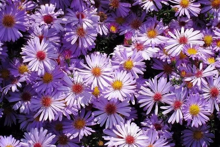 熱帶花卉有哪些_熱帶常見的花_熱帶花卉植物