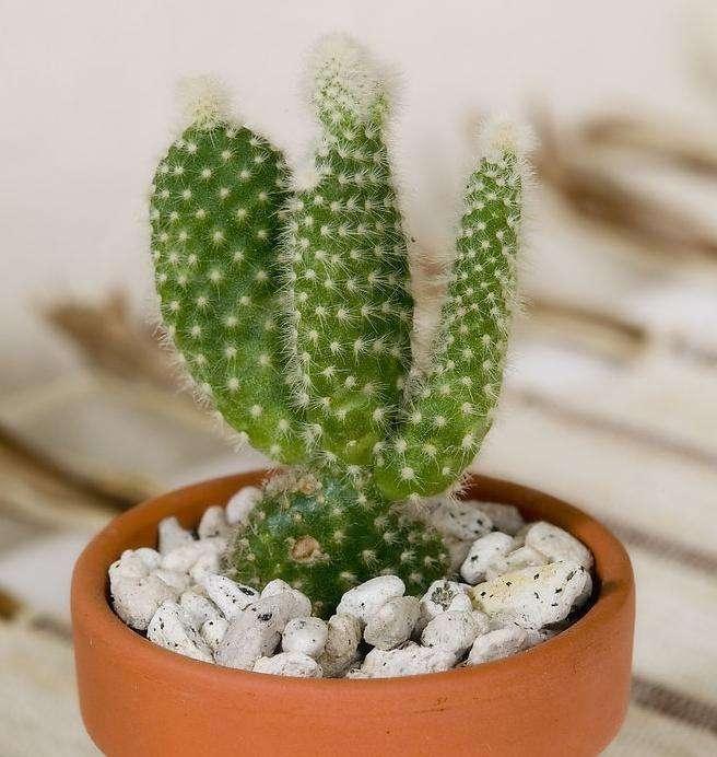 冬季室內(nèi)綠植葉子發(fā)黃的原因_冬季室內(nèi)綠植_冬季室內(nèi)綠植養(yǎng)護技巧