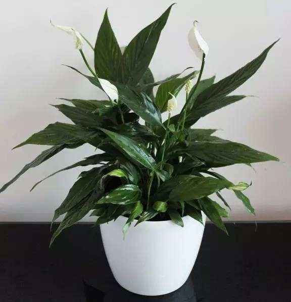 冬季室內(nèi)綠植養(yǎng)護技巧_冬季室內(nèi)綠植葉子發(fā)黃的原因_冬季室內(nèi)綠植