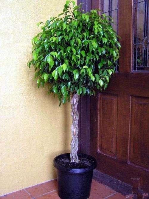 冬季室內(nèi)綠植_冬季室內(nèi)綠植養(yǎng)護技巧_冬季室內(nèi)綠植葉子發(fā)黃的原因