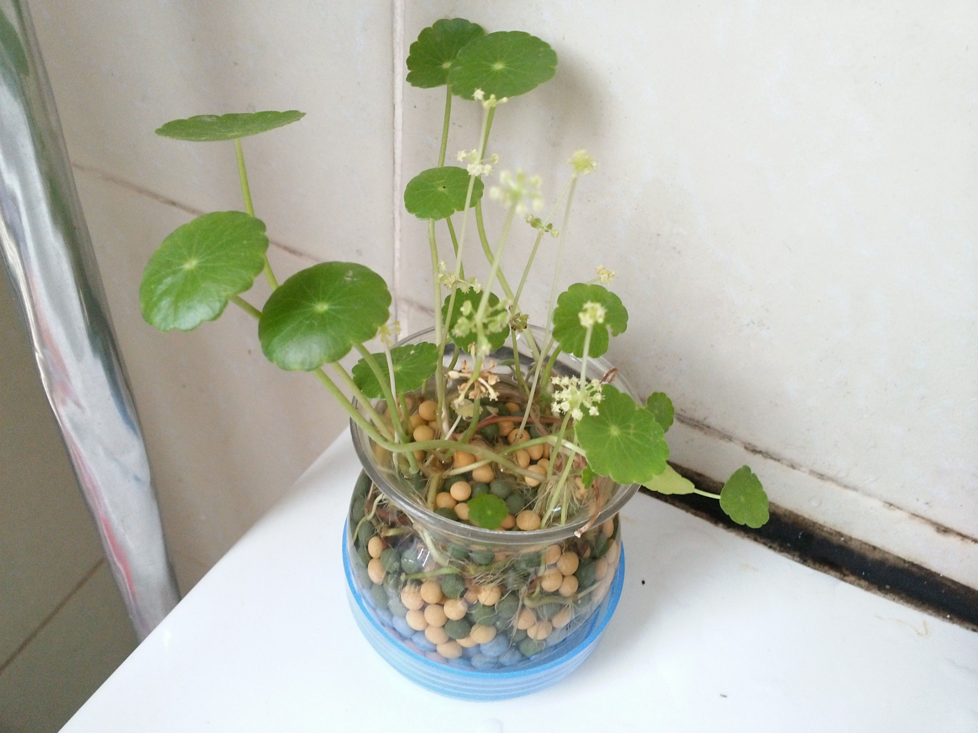 銅錢草的花_銅錢草的花長(zhǎng)什么樣_銅錢草花長(zhǎng)什么樣