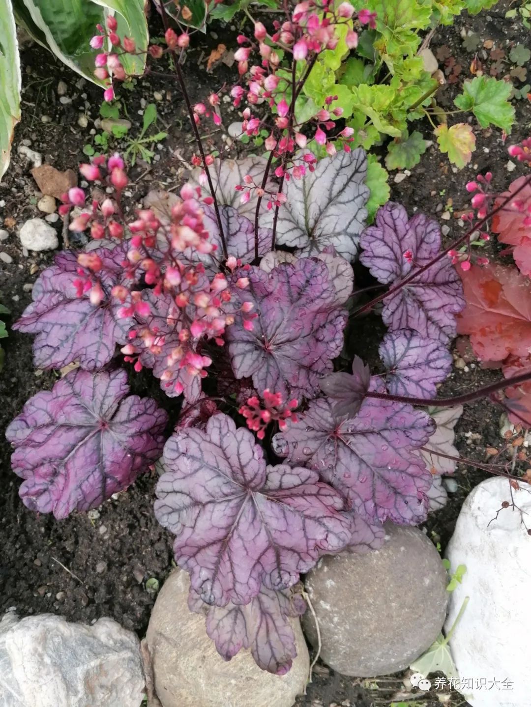 紫色花卉名稱_紫色花卉大全花名_花卉紫色大全花名有哪些