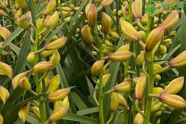 最耐陰耐寒的十大室內(nèi)盆景