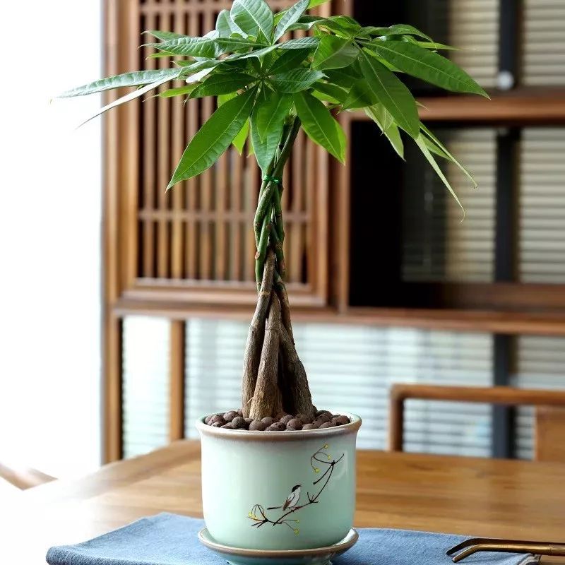 客廳綠植放在適合什么位置_放客廳的綠植_適合放在客廳的綠植