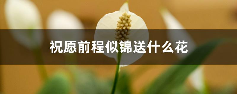 祝愿前程似錦送什么花