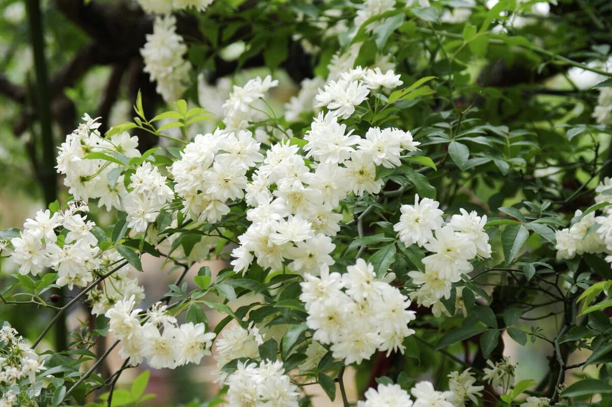 能過冬的室內(nèi)耐寒綠植_耐寒的室外綠植_室內(nèi)耐寒耐凍的綠植有哪些