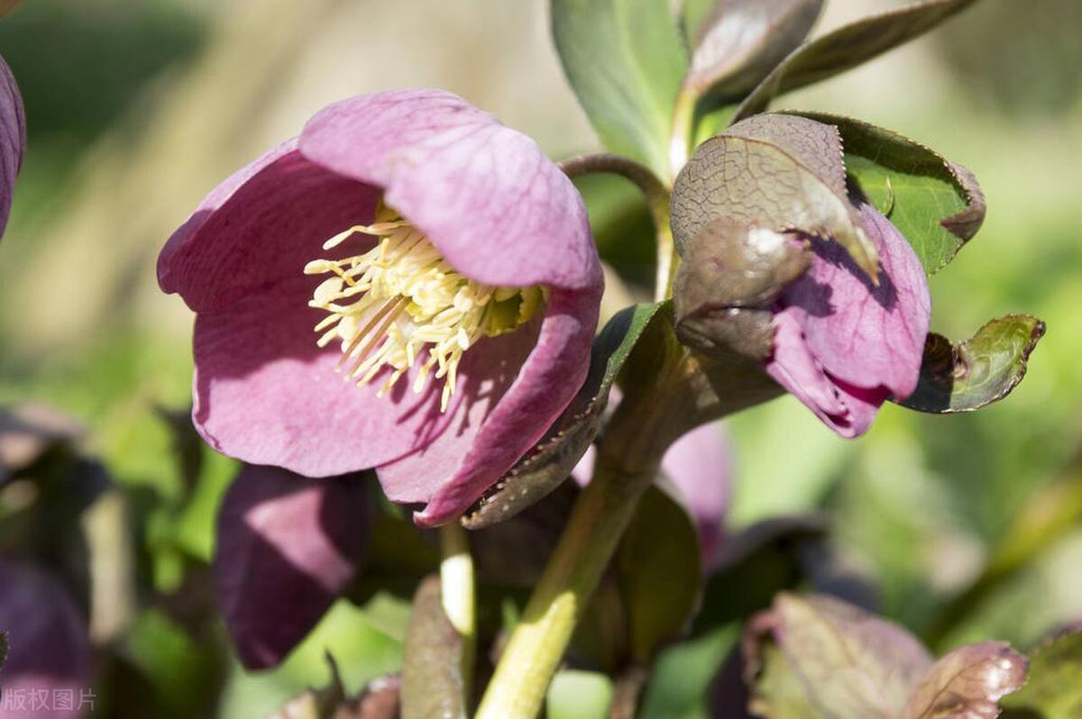 室內(nèi)耐寒耐凍的綠植有哪些_能過冬的室內(nèi)耐寒綠植_耐寒的室外綠植