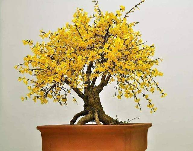 室內(nèi)耐寒耐凍的綠植有哪些_耐寒綠植室外_室外耐寒耐凍的綠植有哪些