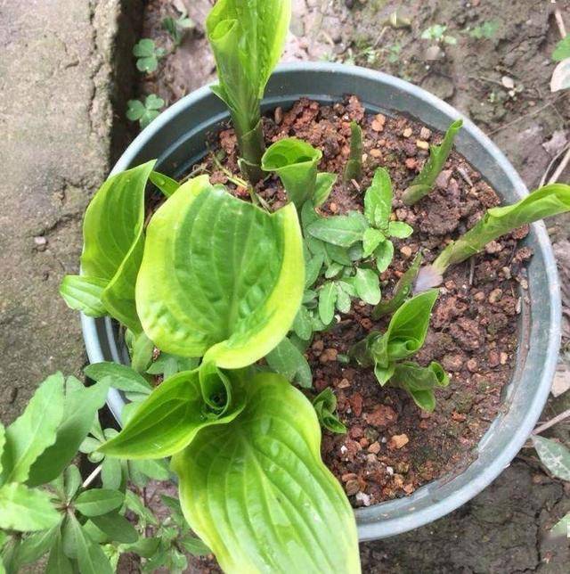 室外耐寒耐凍的綠植有哪些_室內(nèi)耐寒耐凍的綠植有哪些_耐寒綠植室外