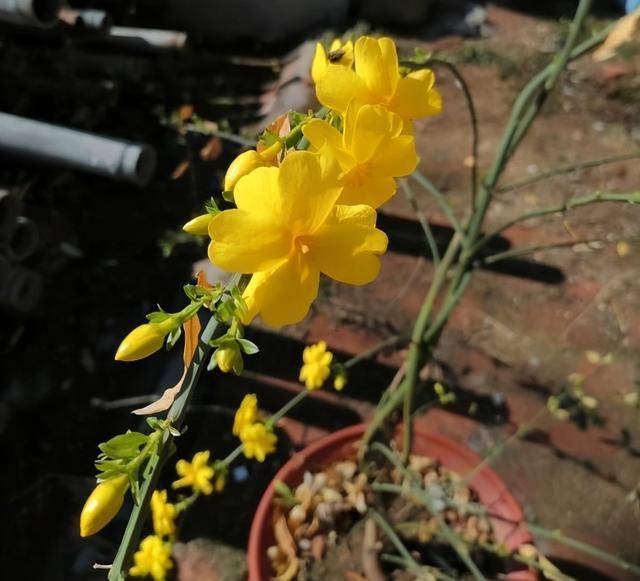 室內(nèi)耐寒耐凍的綠植有哪些_室外耐寒耐凍的綠植有哪些_耐寒綠植室外