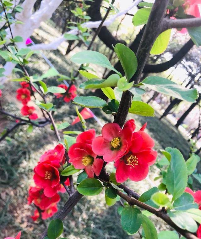 室內(nèi)耐寒耐凍的綠植有哪些_耐寒綠植室外_室外耐寒耐凍的綠植有哪些