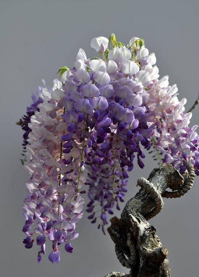 室內(nèi)耐寒耐凍的綠植有哪些_耐寒綠植室外_室外耐寒耐凍的綠植有哪些