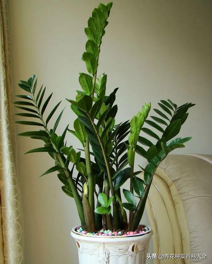 辦公室盆栽綠植_辦公室盆栽養(yǎng)什么綠植比較好_辦公室最好養(yǎng)的盆栽植物